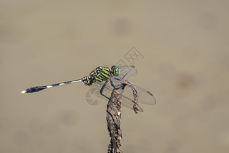 在自然背景的干枝上 绿色滑雪龙尾虫的图像 昆虫 动物图片