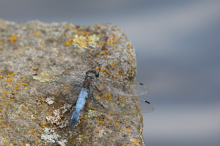 南方撇渣蜻蜓部位生活翅膀脊椎动物动物群昆虫学摄影眼睛动物捕食者图片