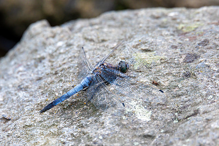 南方撇渣蜻蜓脆弱性宏观身体眼睛昆虫荒野照片动物群蓝色摄影图片