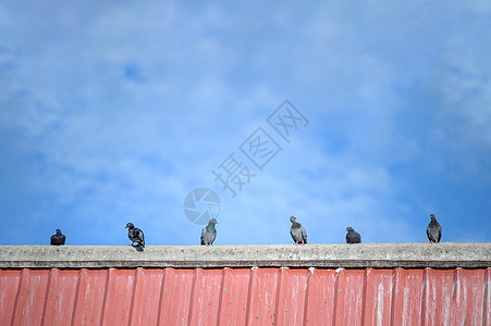 屋顶顶层的鸽子 动物和鸟类概念 住宅和自然主题 (笑声)图片