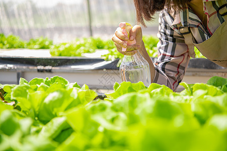 在温室苗圃背景下 女性农民手中雾水喷雾瓶的特写镜头喷洒在水培蔬菜上 商业农业和耕种农业理念 有机食品喷嘴饮食发芽营养女孩花园化学图片