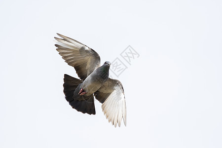 鸽子在空中飞翔的图像 动物 鸟类图片