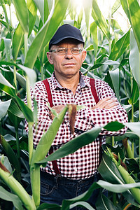 有吸引力的白人男子站在绿色玉米田中的肖像照片 对着镜头愉快地微笑 夏天在户外微笑的男性农民工人日落技术农家太阳场地食物男人商业农图片