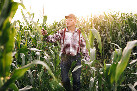 农业 资深农夫检查田里的收成 男性手检查年轻的玉米植株 农夫手里拿着年轻的玉米叶 玉米的庄稼地 玉米玉米农业自然领域图片
