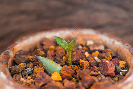 生长在红土砾石上的小型succulent植物的芽叶宏观树叶碎石灌封土壤肉质叶子植物群绿色植物学图片