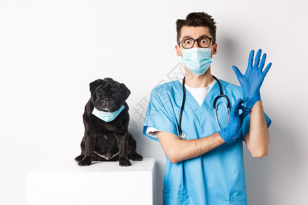 穿着医疗面罩 坐在英俊的兽医医生旁边 戴上手套进行检查 白底脸白 这只奇怪的黑狗面具桌子实验室医院小狗疫苗考试擦洗男人诊所图片