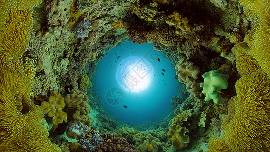 珊瑚礁和热带鱼类 菲律宾潜水海洋野生动物热带鱼场景珊瑚生活动物热带探索图片