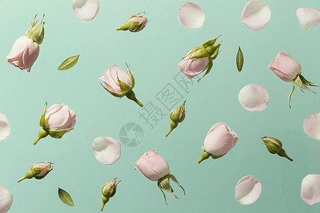 粉红春玫瑰 高品质照片图片