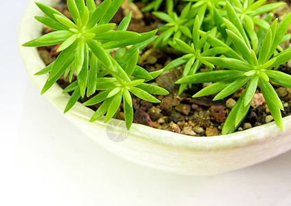 安杰丽娜塞杜姆安杰莉娜的新鲜叶子细节碎石植物群绿色花园制品生长石头陶瓷植物宏观图片