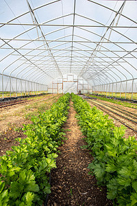 蔬菜温室内含有一排叶状菜的垂直图像图片