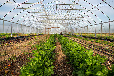 花园温室内长排的蔬菜用灌溉法图片