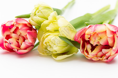 白色背景上的粉色郁金香 风格花束植物群复古礼物设计叶子绿色花瓣花朵庆典图片