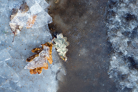 冰背景上的冷冻橡树叶 新叶变化的时间步长 老龄化中的死亡概念 不同的人生阶段 自然纹理 艺术无处不在的概念图片
