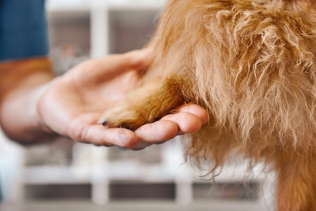 你好 兄弟 兽医的手在兽医诊所 拿着狗爪的小狗掌 宠物护理概念图片