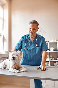 穿着工作制服的中年男兽医在兽医诊所站着时 打一只可爱的狗和微笑 这令人愉快地感到开心图片
