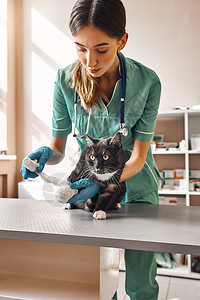 耐心一点 专业女兽医在兽医诊所的桌子上包扎一只大黑猫的爪子的垂直照片图片