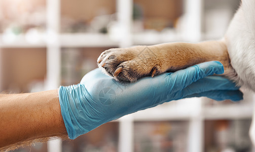 戴手套狗我是你的朋友 在兽医诊所工作时 一名戴着保护手套的兽医手拿着病人的爪子背景