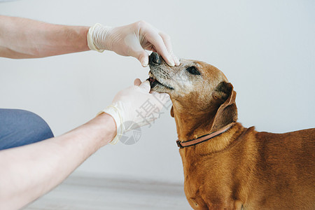 兽医检查一只老红狗的牙齿 Dachshund手套男人羊毛诊所成年药品内阁考试衬衫橡皮图片