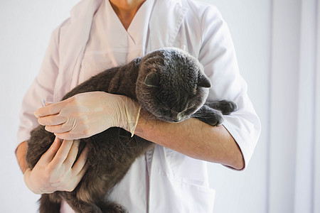 一只美丽的灰猫 在兽医的手中 笑声男人内阁小猫诊所尾巴医生接待手套卫生检查图片