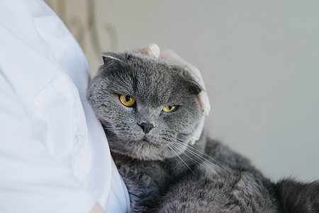 苏格兰猫在兽医诊所的招待会上折叠爪子考试接待衬衫橡皮内阁卫生手套羊毛商业图片