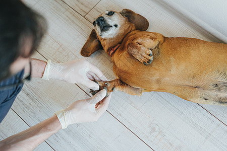 狗种Dachshund 在兽医诊所的一个接待处手套商业男生卫生手术考试检查尾巴戏服爪子图片