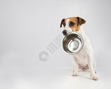 饥饿的杰克罗塞尔特瑞尔拿着一个空碗 在白色背景上 狗要吃东西动物宠物饮食哺乳动物犬类口渴盘子饥饿食物小狗图片