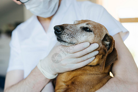 兽医检查一只老红狗的牙齿 Dachshund药品爪子动物羊毛男人戏服考试衣服成年内阁图片