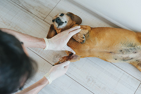 狗种Dachshund 在兽医诊所的一个接待处卫生腹部羊毛接待橡皮动物男人爪子手术男生图片