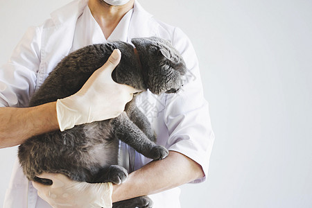 苏格兰猫在兽医诊所的招待会上折叠手术尾巴商业衣服卫生治疗成年药品戏服羊毛图片