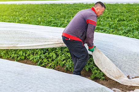 一名男子从马铃薯植物中去除农用纤维 保护温室效应 农产工业 农业 在寒冷的早季种植农作物 作物保护免受低温和风的影响图片