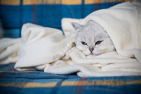 长着直耳 睡着的苏格兰Chichilla温度诊所小猫兽医耳朵休息治疗猫科睡眠猫咪图片