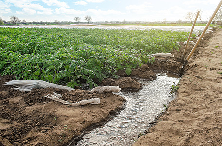 马铃薯种植园的沟灌 农业产业 使用温室在早春种植农作物 农业灌溉系统 农学和园艺 水流控制图片