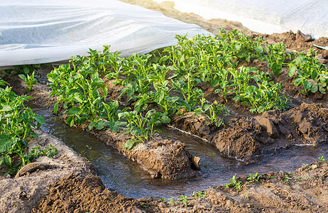 用纺粘农用纤维覆盖的马铃薯种植园的沟灌 农业产业 农业灌溉系统 在干旱地区种植农作物 农学和园艺 收成图片