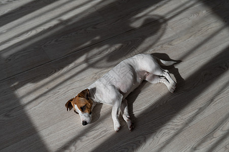 木地板上的杰克鲁塞尔猛虎狗 窗帘和风扇的阴影条纹地面朋友鼻子动物伴侣午休素梗阳光哺乳动物图片