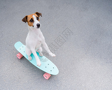 这只狗在户外骑着一便士的板子 滑板上杰克罗塞尔泰瑞尔的大风景城市享受速度行动运动幽默诡计青少年闲暇爱好图片