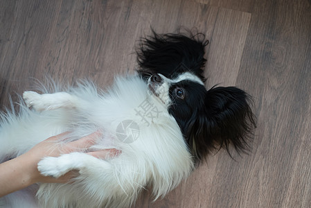 黑暗木制地板上可笑的牧羊犬 帕皮龙狗蝴蝶哺乳动物游戏宠物舌头动物小狗猎犬犬类牧羊人边界图片