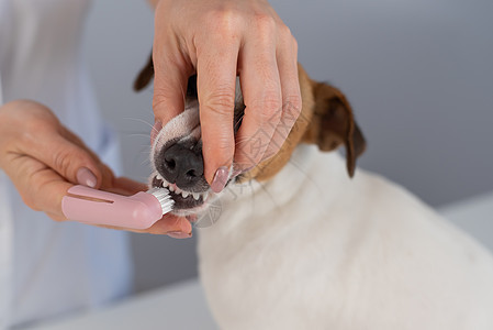 女兽医用特别的刷子刷牙 在她手指上画着狗大耳塞利起重机的牙凝胶宠物药品小狗治疗推杆诊所牙膏沙龙兽医图片