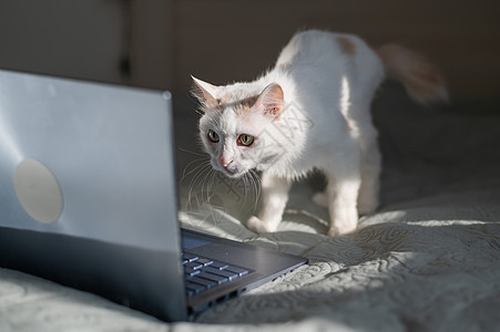 白猫坐在床上的笔记本电脑上猫咪卧室屏幕晶须工作互联网宠物乐趣键盘毯子图片