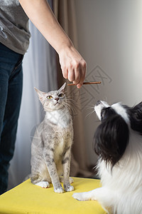 女主人喂养猫和狗 帕皮伦和斯芬克斯哺乳动物猎犬友谊刷子兽医盘子人面狮身女士小狗图片