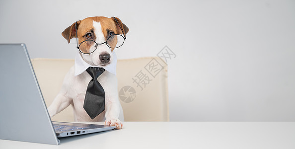 穿着眼镜和领带的狗杰克罗瑟利大衣坐在桌子上 在电脑上工作 用白色背景 对一个老板宠物的描述令人发指阅读猎犬网络员工哺乳动物管理人图片
