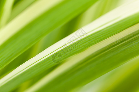 花吊兰的叶子特写极简蜘蛛棕榈墙纸植物群主义者婴儿家庭边缘装饰图片