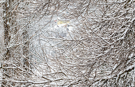 白雪和寒冷的天气下自然风景 冬季公园落雪 在冬季公园中降雪旅行树木房子暴风雪房屋环境气象下雪分支机构村庄图片