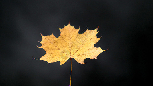 在黑暗的背景的一片秋天黄色枫叶 秋天和季节变化的概念 树的落叶图片