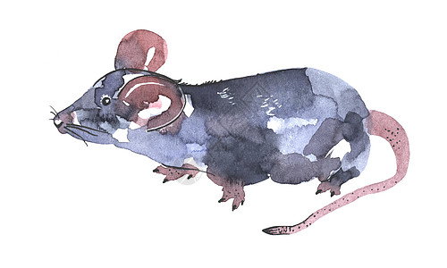 老鼠形象新年鼠标水彩插图 有趣的动物图标 灰色老鼠 粉红色的耳朵在白色背景下被隔离  2020年新年绘画符号 为设计绘制艺术品刷子艺术荒野水背景
