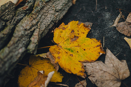 落秋枫叶的彩色背景图像非常适合季节性使用模式图片
