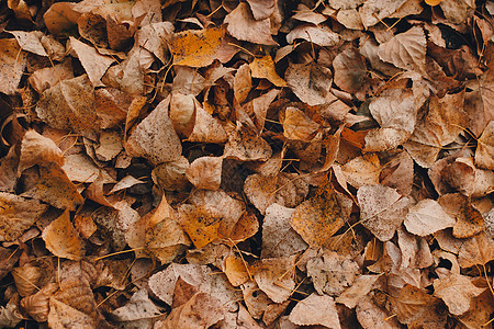 落叶的彩色背景图像非常适合季节性使用模式植物叶子植物群墙纸橙子季节地面公园色彩草地图片