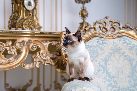 美丽的稀有品种湄公河短尾猫没有尾巴的雌性宠物猫坐在欧洲建筑的内部 坐在复古别致的皇家扶手椅上 18 世纪凡尔赛宫 巴洛克家具青少图片
