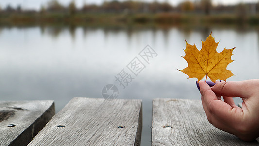 公园湖边的木桥上 女孩们手中的一片黄叶 秋天 感恩节和生活方式的概念 他手里拿着一片枯黄的叶子 自然落叶女士橙子女孩植物旅行森林图片