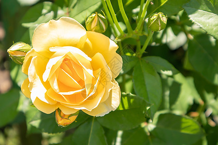 黄色花园的美丽 多彩 精致的花朵 有选择的焦点 近距离接近图片