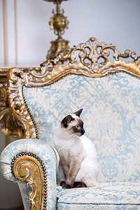 美丽的稀有品种湄公河短尾猫没有尾巴的雌性宠物猫坐在欧洲建筑的内部 坐在复古别致的皇家扶手椅上 18 世纪凡尔赛宫 巴洛克家具沙发图片